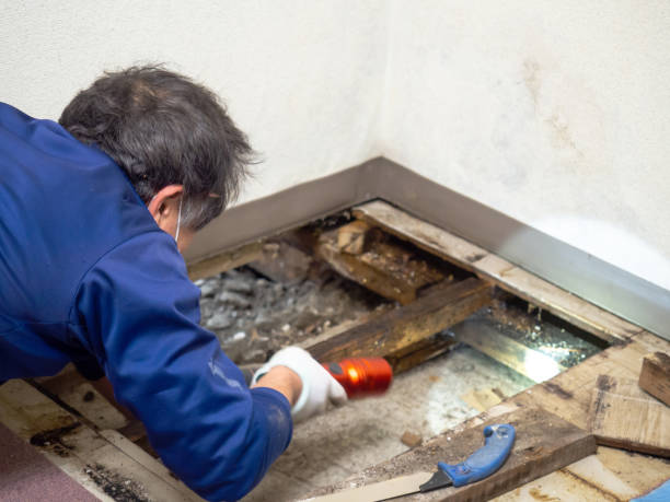 Attic Mold Removal in Brownsville, TX