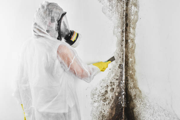 Best Mold Removal and Inspection  in Brownsville, TX