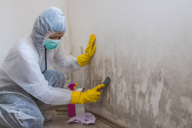 Mold Removal and Inspection in Brownsville, TX