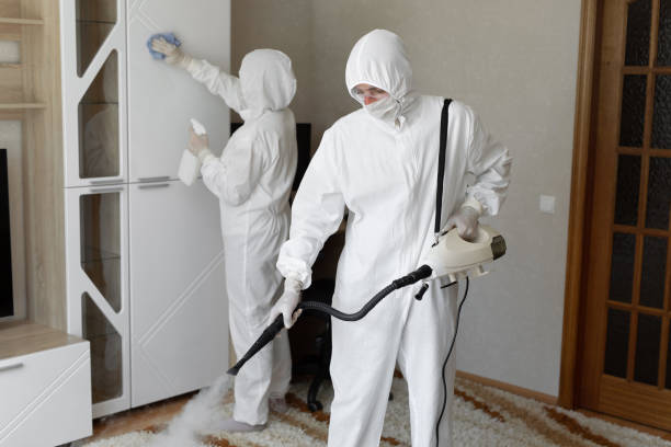 Best Attic Mold Removal  in Brownsville, TX