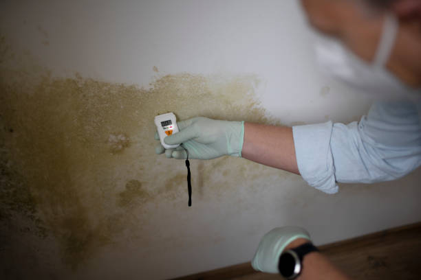 Mold Removal and Inspection in Brownsville, TX