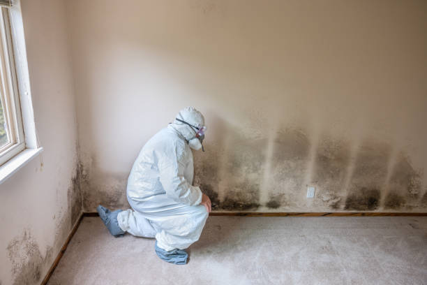 Best Certified Mold Removal  in Brownsville, TX