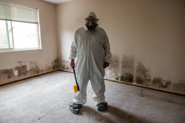 Best Commercial Mold Removal  in Brownsville, TX