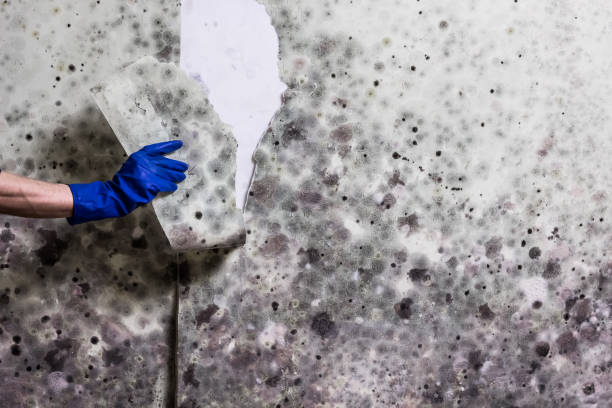 Best Professional Mold Removal  in Brownsville, TX