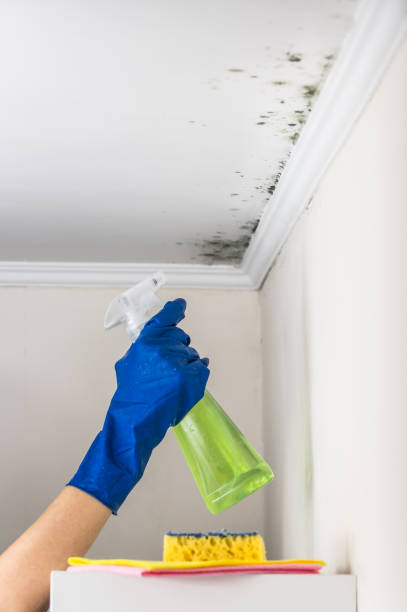 Mold Testing and Removal in Brownsville, TX