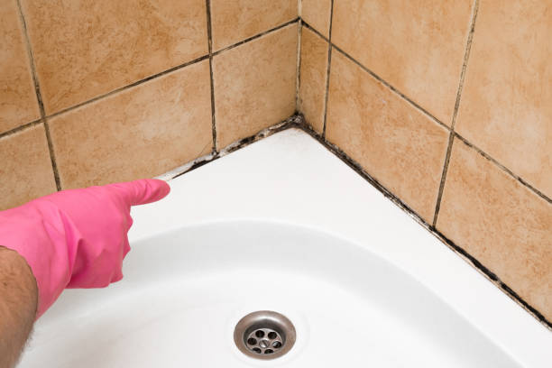 Professional Mold Removal in Brownsville, TX