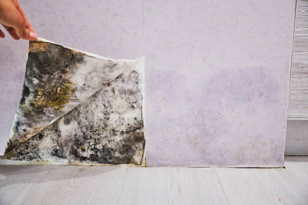 Best Home Mold Removal  in Brownsville, TX